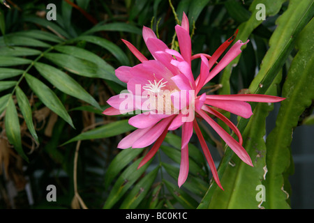 Un brillante rosa epiphyllum fiore di cactus. Foto Stock