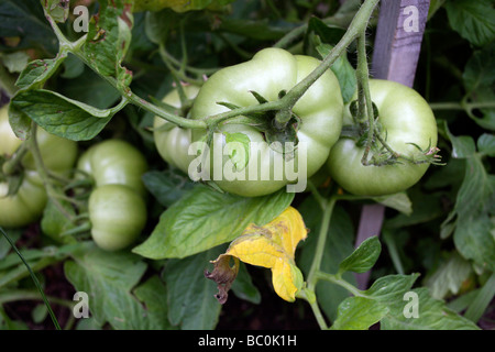 Alcuni deliziosi, inizio stagione pomodori sulla vite, preparazione per maturare. Foto Stock