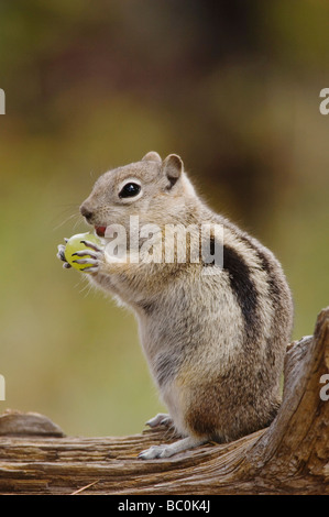 Golden mantled scoiattolo massa Spermophilus lateralis adulto sul registro con cibo immagazzinato nelle loro tasche guancia Rocky Mountain NP USA Foto Stock