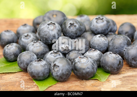 I mirtilli (Vaccinium myrtillus) Foto Stock