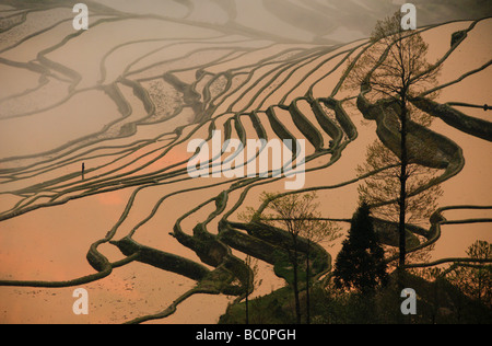 Sunrise presso lo spettacolare riempito di acqua terrazze di riso di Yuanyang Yunnan in Cina Foto Stock