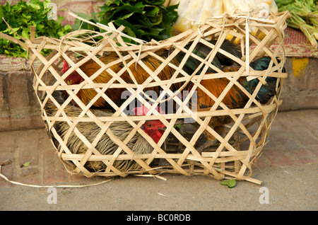 I galletti in un cesto di vimini in Luang Prabang Laos Foto Stock