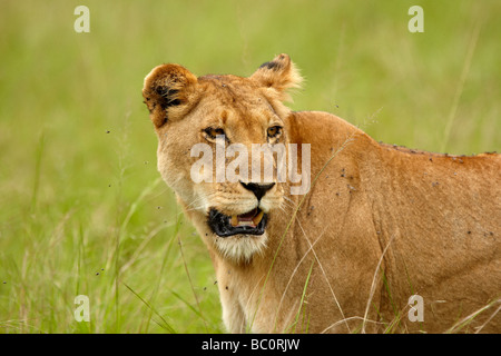 Leonessa africana, Queen Elizabeth National Park Foto Stock
