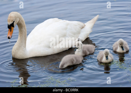 Un Cigno e la sua Cygnets Foto Stock