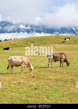 Giovani latte le mucche al pascolo in un prato vicino a Innsbruck in Austria Foto Stock