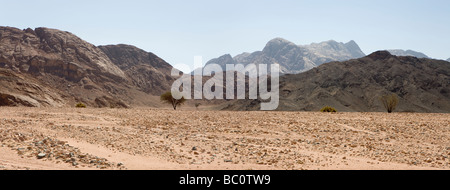 Panorama attraverso il deserto piano distante gamme della montagna con acacia a metà del primo piano, il Deserto Orientale dell Egitto, Africa Foto Stock