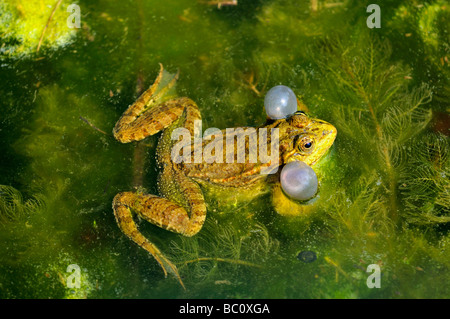 Maschio di rana verde con gonfiato vocal sacs rana acqua Rana esculenta di kl Foto Stock