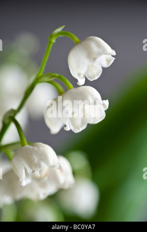 Il giglio della valle dei fiori dettaglio Foto Stock