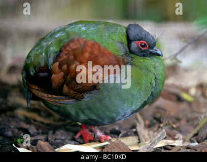 Roul-roul pernice o crestato Pernice di legno (femmina), Rollulus rouloul, Fasianidi, Galliformi, sud-est asiatico. Foto Stock