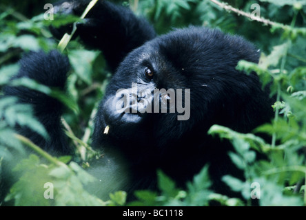 Gorilla di Montagna del gruppo Suza fotografato nel Karisimbi montagna, Parco Nazionale Vulcani, Ruanda Foto Stock