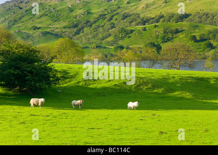 Pecora che pascola in Glen Falloch Scozia Scotland Foto Stock