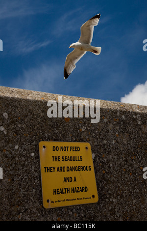 Segno su Cornwall Beach dove seagull flying overhead ' segnale di avvertimento non alimentare". Foto Stock