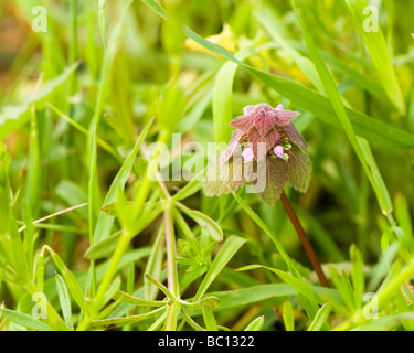 Red dead ortica Lamium purpureum Foto Stock