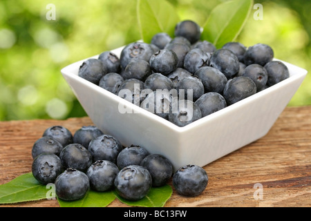 I mirtilli (Vaccinium myrtillus) Foto Stock