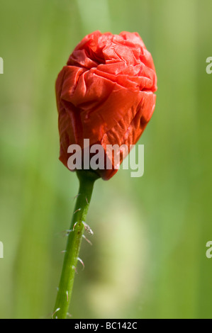 Blooming corn poppy - Papaver rhoeas Foto Stock