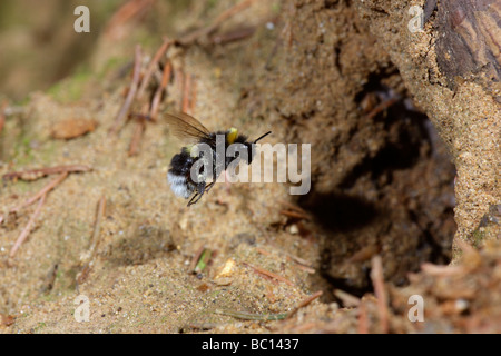 Bumble Bee Bombus lucorum battenti in nido Foto Stock