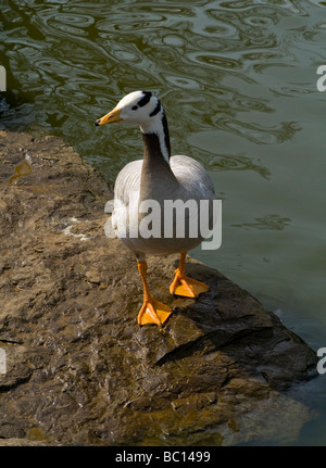 Il Bar-headed Goose (Anser indicus) è un oca che le razze in Asia centrale in colonie di migliaia nei pressi di laghi di montagna. Foto Stock