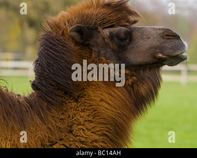Testa del cammello Bactrian Camelus bactrianus un grande anche-toed ungulato dalle steppe del Nord Asia orientale e ora in via di estinzione Foto Stock