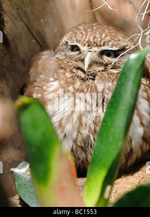 Un gufo predatori uccello notturno con la grande testa rotonda maggiore gli occhi e con la breve becco piegato Foto Stock