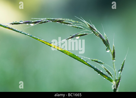 Gocce di acqua su erba che è andato al settore delle sementi Foto Stock