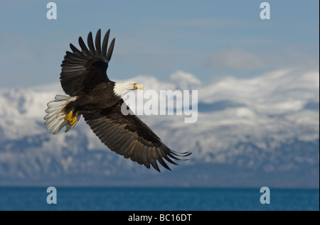 American aquila calva in volo vicino a Omero, Alaska. Foto Stock