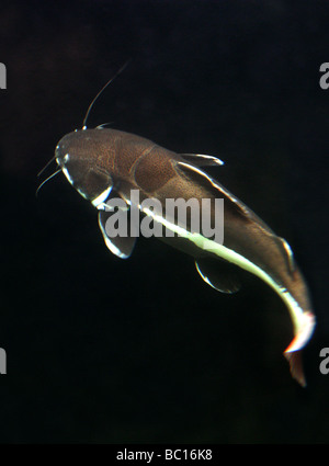 Redtailed o Redtail Catfish, Phractocephalus hemioliopterus, Pimelodidae. Noto anche come piatto di pesce gatto dal naso o Antenna pesce gatto. Foto Stock