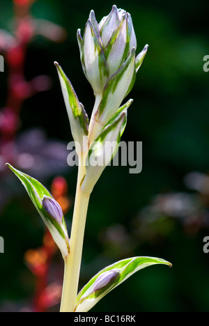 Hosta, undulata, Piantaggine Lily. Immagine ravvicinata di emergenti di fiori e foglie. Foto Stock