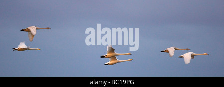 Whooper cigni (Cygnus cygnus) nel sunrise al Martin mere zone umide Foto Stock