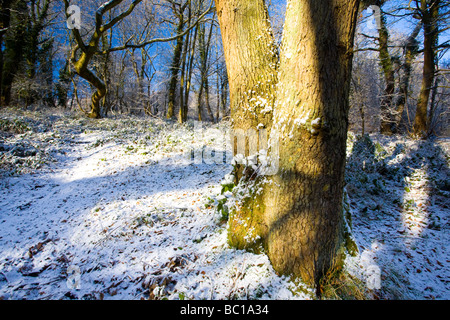 Inghilterra Northumberland Plessey boschi Country Park un recente nevicata trasforma il bosco dei boschi Plessey Country Park Foto Stock