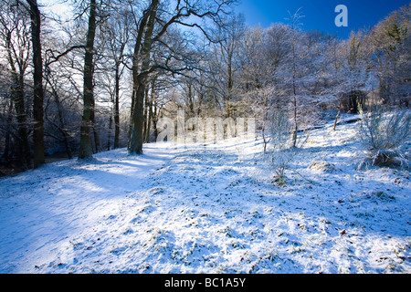 Inghilterra Northumberland Plessey boschi Country Park un recente nevicata trasforma il bosco dei boschi Plessey Country Park Foto Stock