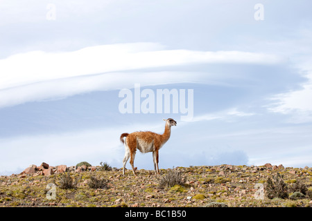 Guanaco sotto una nuvola lenticolare, Parco Nazionale Torres del Paine, Cile Foto Stock