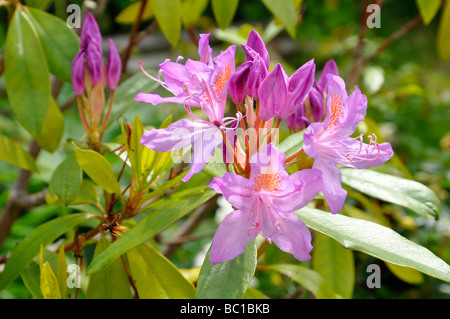 Fiori di rododendro - viola Foto Stock