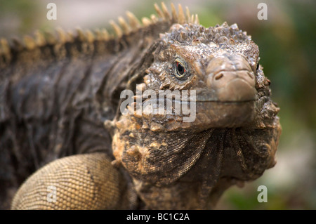 Cyclura nubila Rock cubano Iguana di Guanahacabibes riserva della biosfera in più occidentale di Cuba. Maria La Gorda Foto Stock