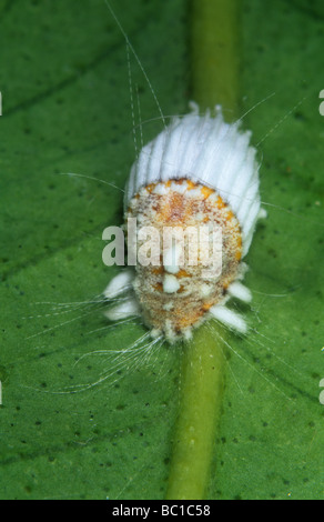 Cottony scala cuscino Icerya purchasi adulto su una foglia di agrumi Foto Stock