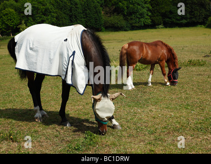 Due cavalli indossando un Rambo Protector Horse Fly maschera e fly foglio Kent England Regno Unito Foto Stock