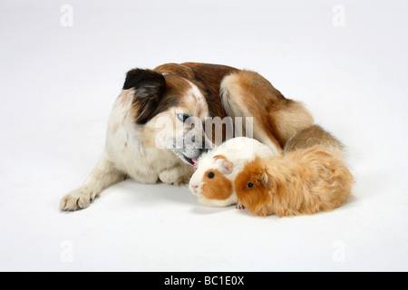 Razza cane incroci Border Collie con cavie Foto Stock