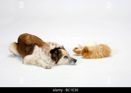 Razza cane incroci Border Collie con cavie Foto Stock