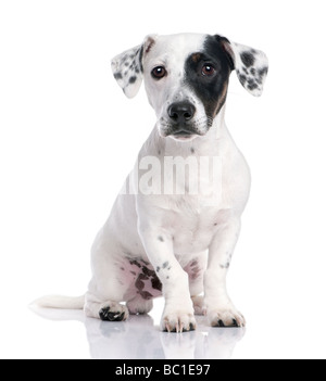 Jack Russell cucciolo isolato e seduto nella parte anteriore della fotocamera Foto Stock