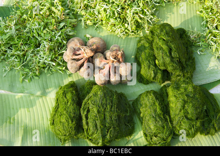 Il fiume Mekong Moss, una prelibatezza locale di Luang Prabang Laos Foto Stock