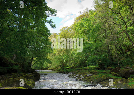 Fiume Wharfe in esecuzione attraverso le Yorkshire Dales vicino Boulton Priory Foto Stock