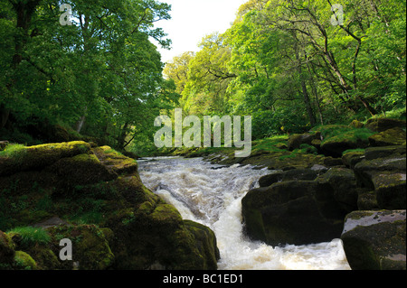 Fiume Wharfe in esecuzione attraverso le Yorkshire Dales vicino Boulton Priory Foto Stock