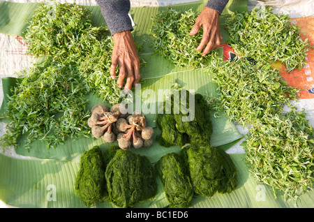 Il fiume Mekong Moss, una prelibatezza locale di Luang Prabang Laos Foto Stock