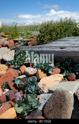 Man-made habitat shingle, costa di Sefton Foto Stock