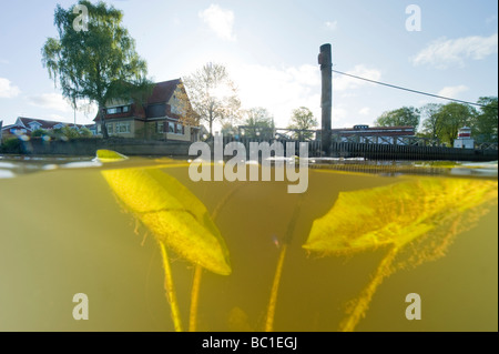 Acqua lillys e case, split vision vista da Kungsbacka, Svezia Foto Stock