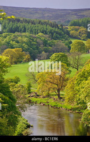 Fiume Wharfe in esecuzione attraverso le Yorkshire Dales vicino Boulton Priory Foto Stock