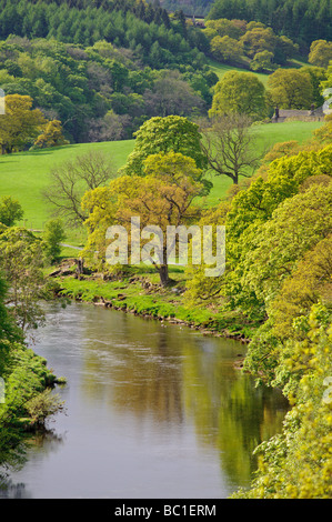 Fiume Wharfe in esecuzione attraverso le Yorkshire Dales vicino Boulton Priory Foto Stock