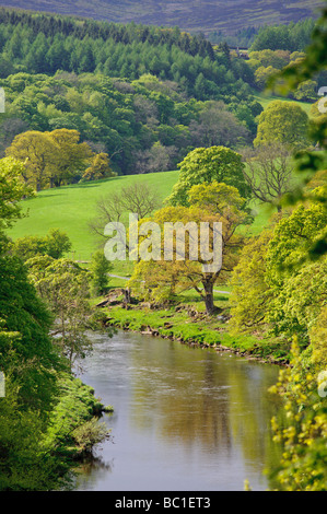 Fiume Wharfe in esecuzione attraverso le Yorkshire Dales vicino Boulton Priory Foto Stock