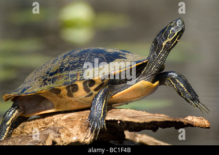 Turtle sunning sul registro - Cursore di stagno Foto Stock