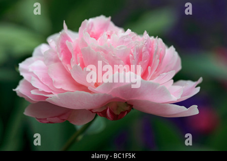 Peonia rosa Foto Stock