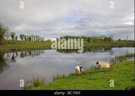 Parte superiore del Lough Erne fiume Erne County Fermanagh enniskillen Foto Stock